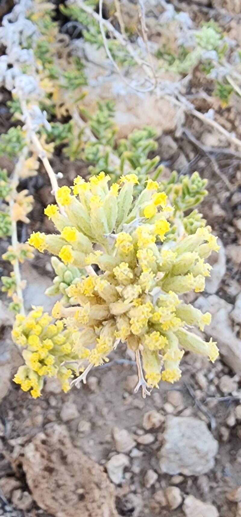 Achillea eriophora flower