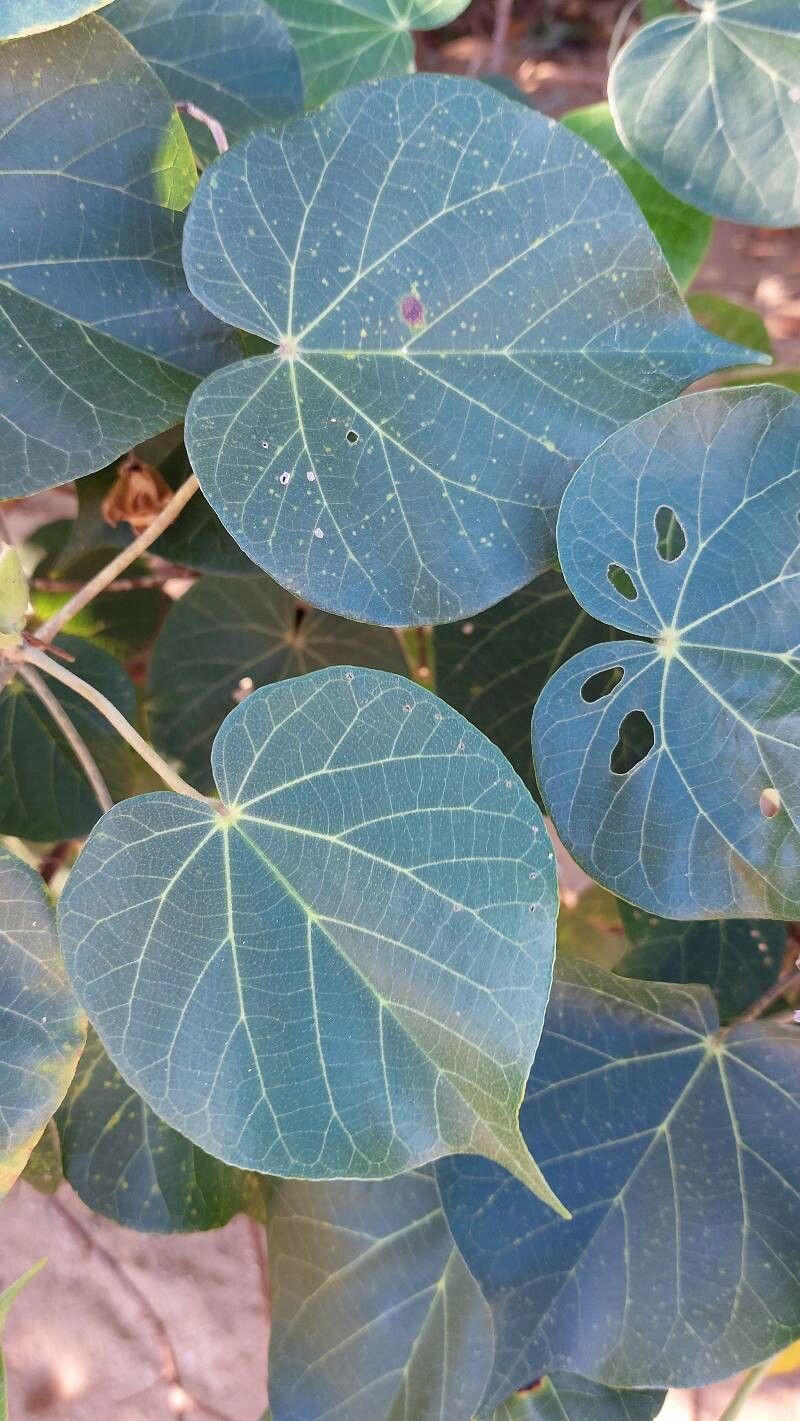 Thespesia populneoides leaf