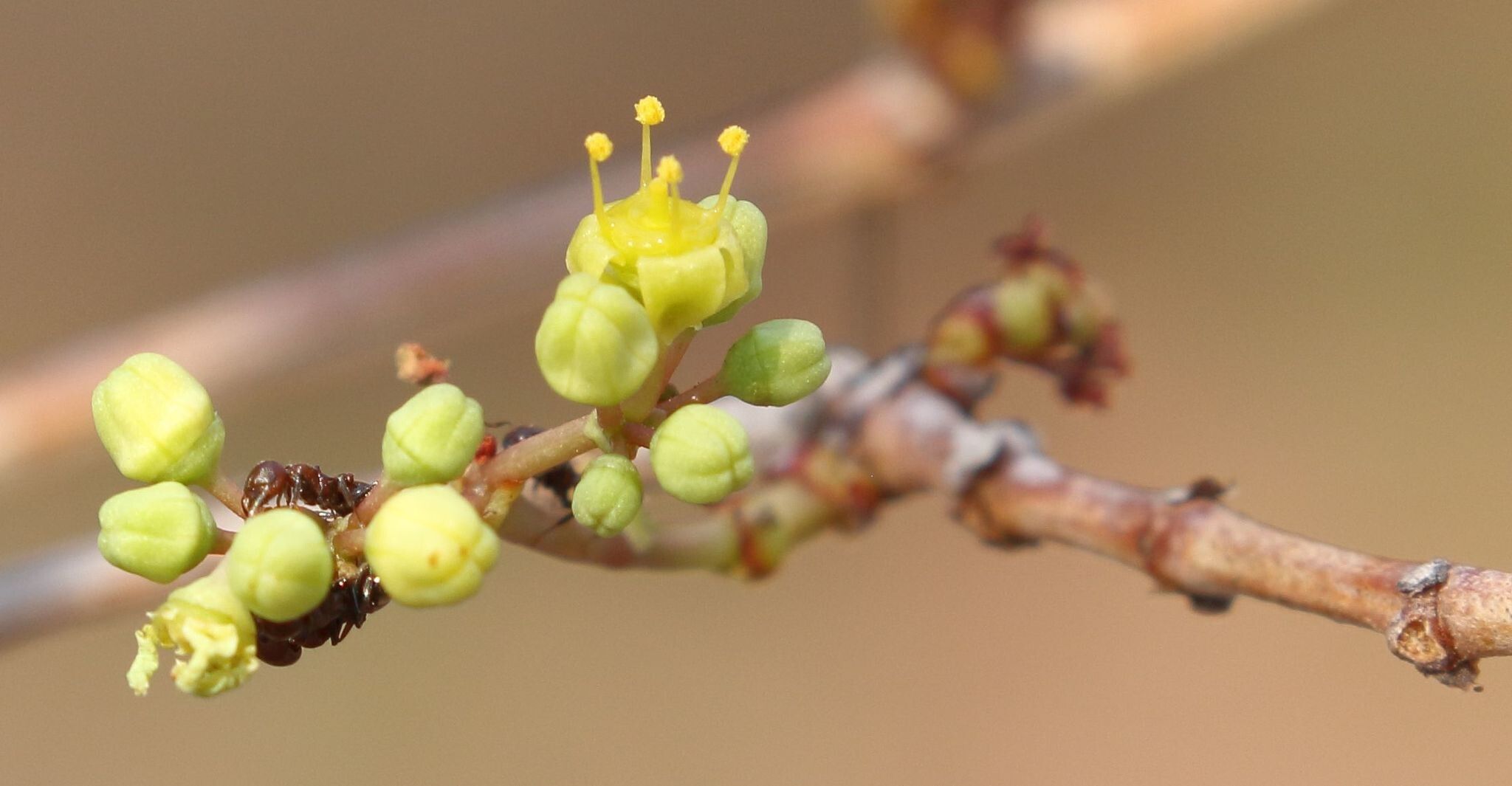 Cissus cornifolia — houseplant care guide