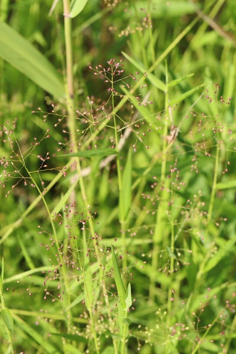 Isachne globosa flower