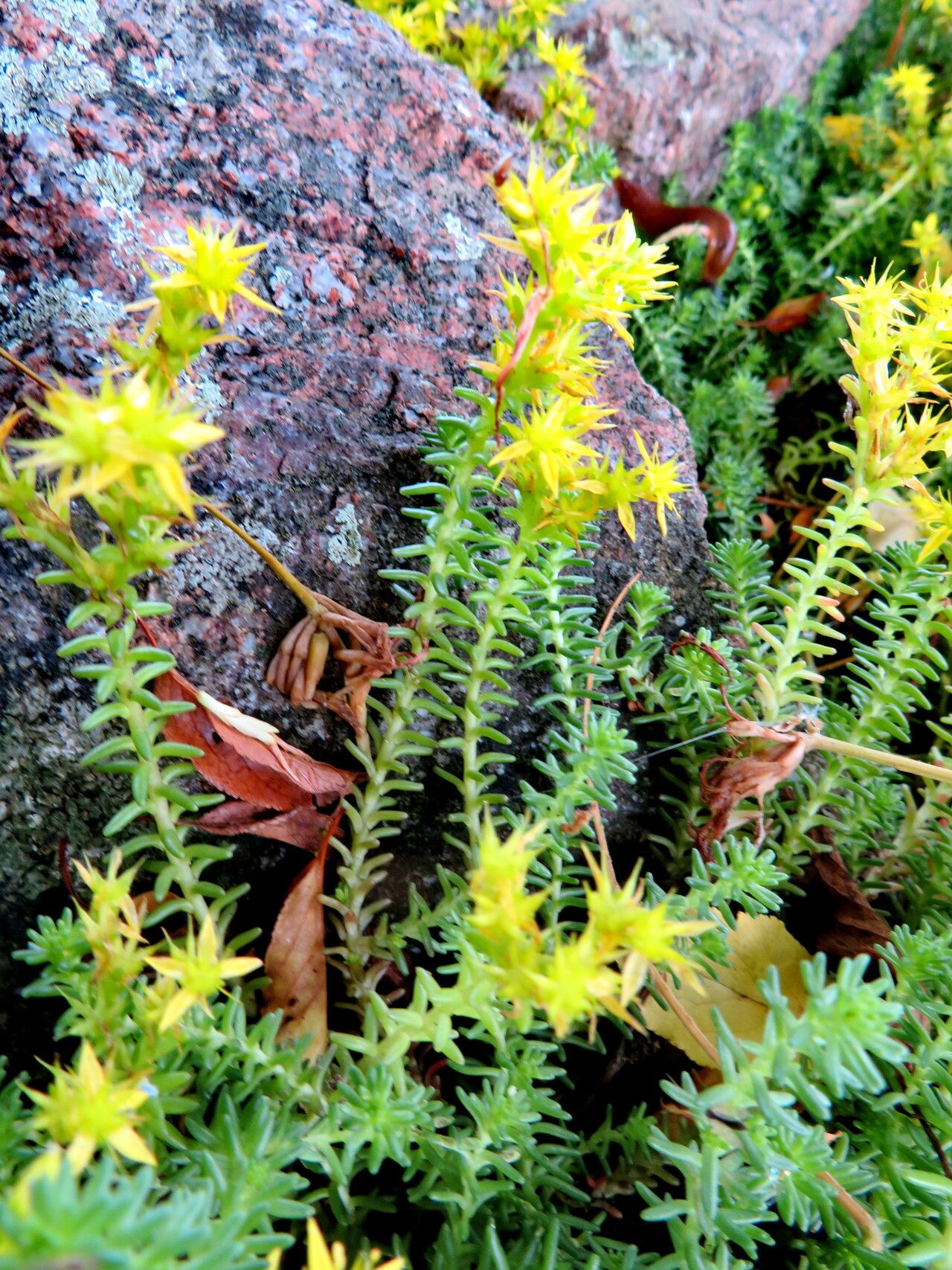 Saxifraga canaliculata flower