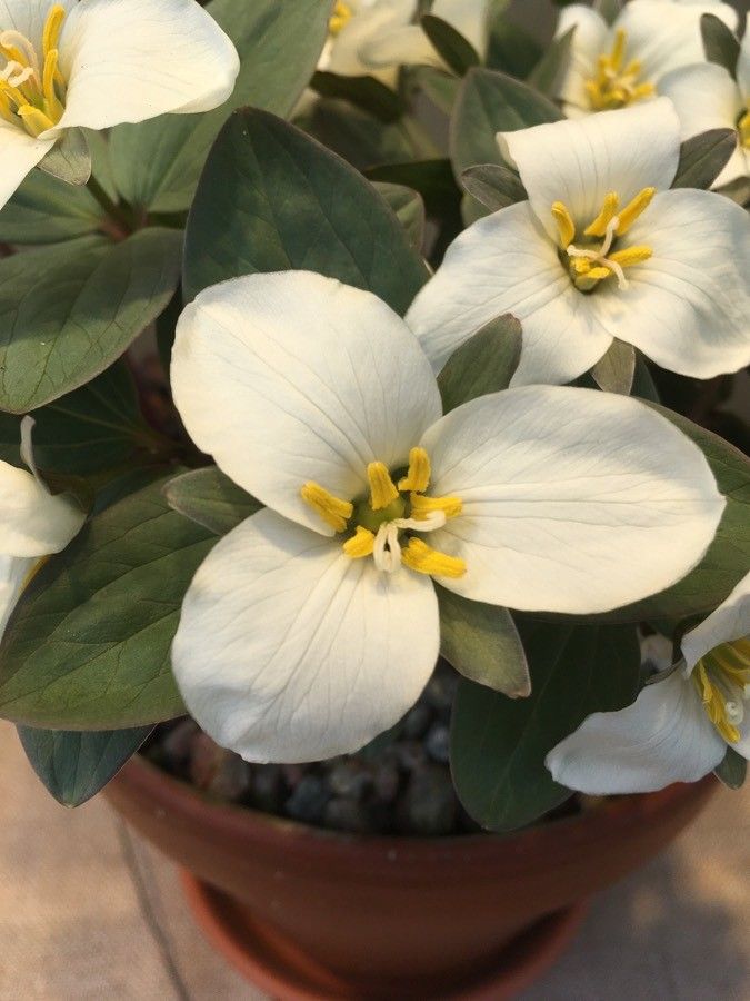 Trillium nivale flower