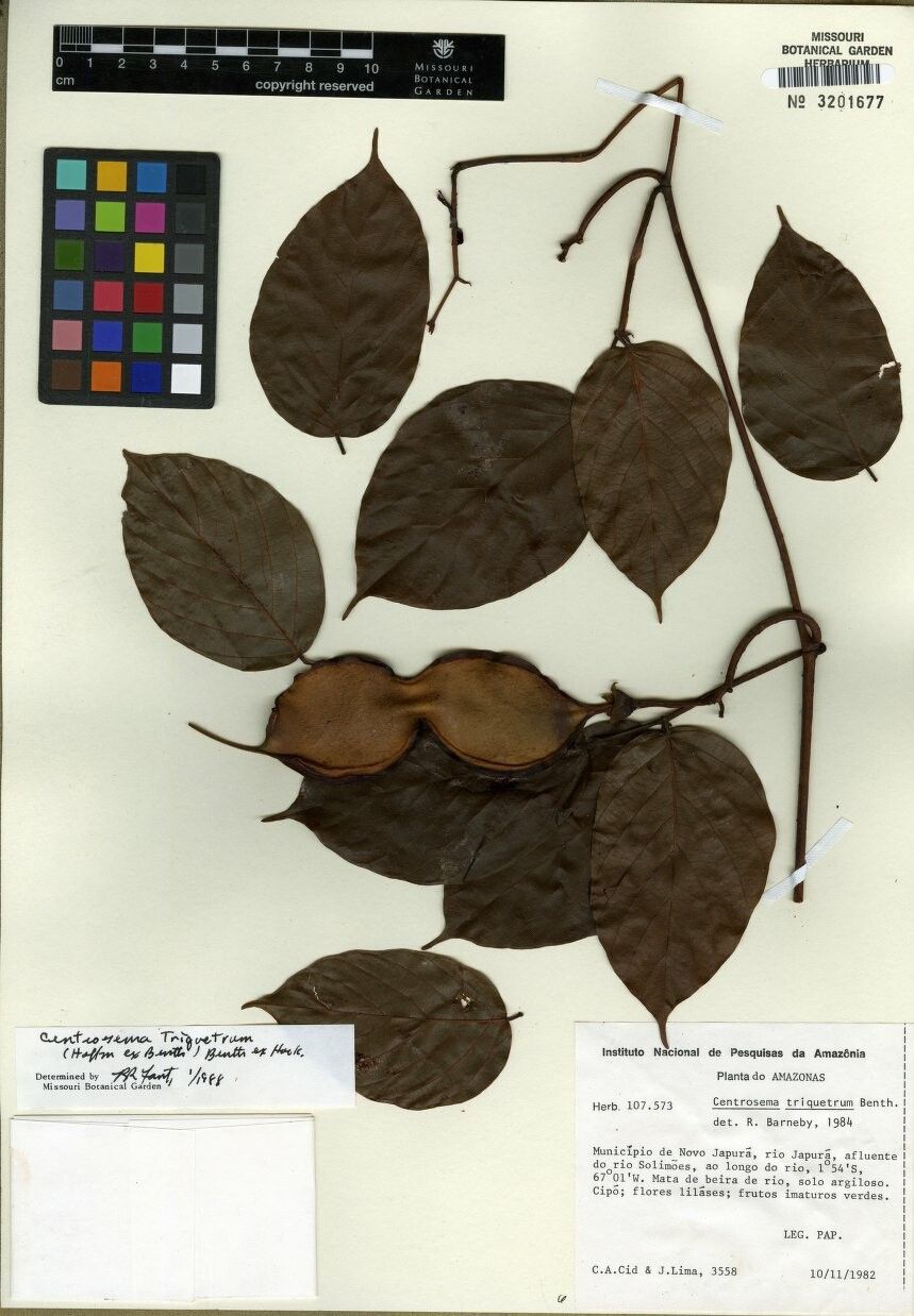 Centrosema triquetrum — houseplant care guide