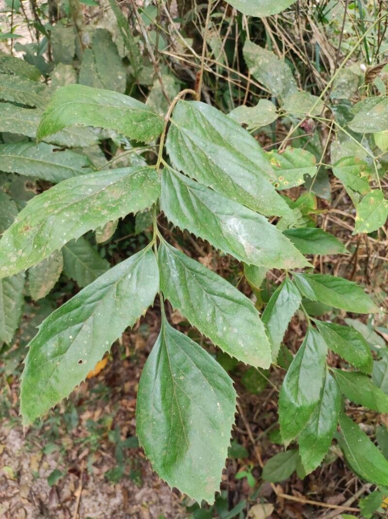 Roupala montana — search result for 'Trinidad and Tobago'