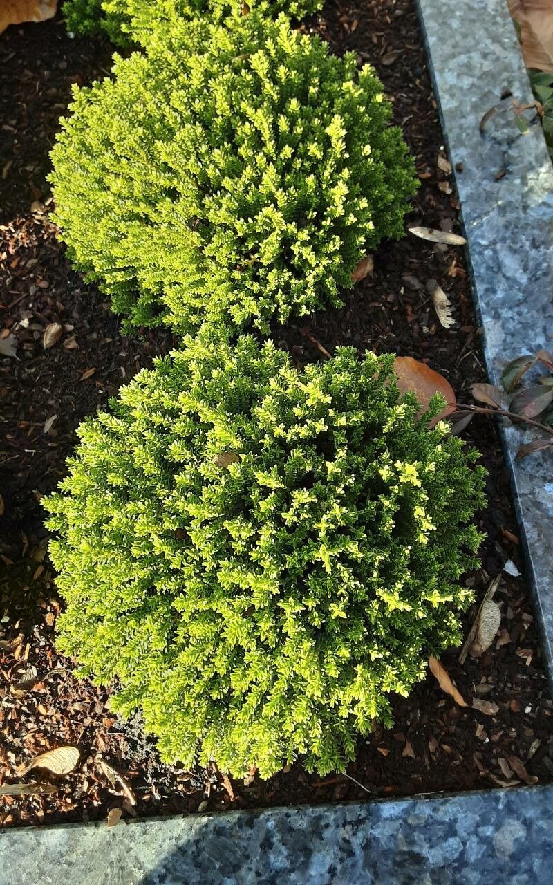 Veronica cupressoides habit