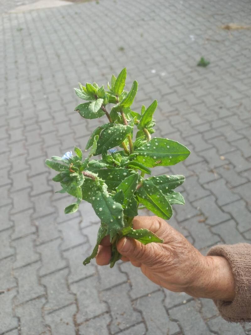 Melanortocarya obtusifolia — houseplant care guide