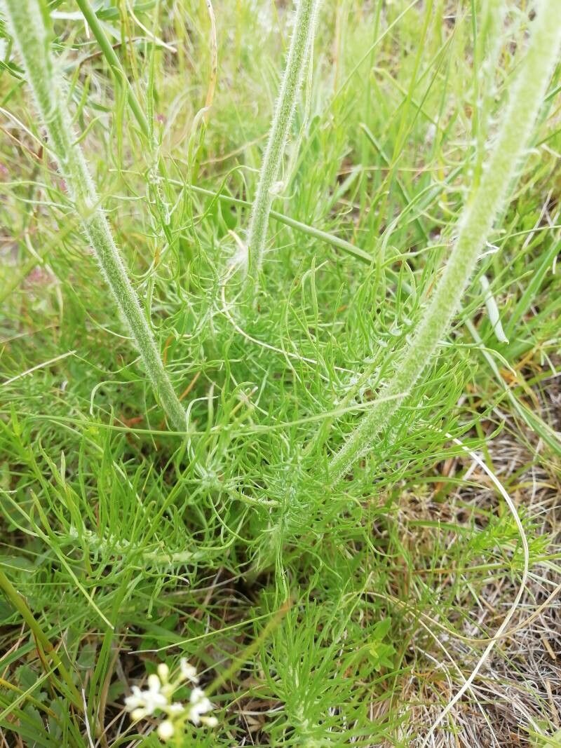Crepis chondrilloides leaf