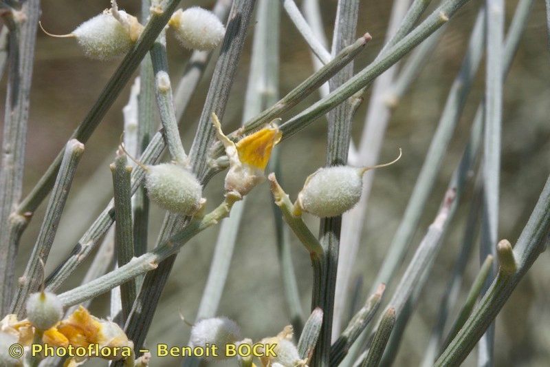 Retama dasycarpa fruit