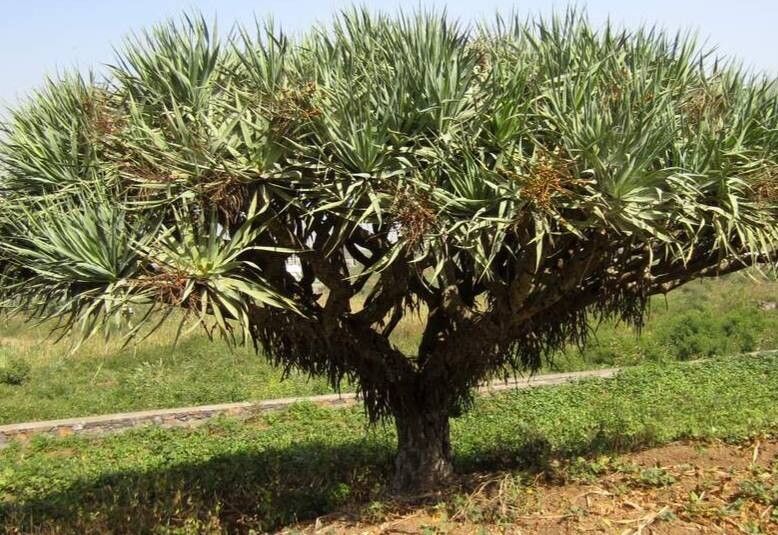 Dracaena caboverdeana habit