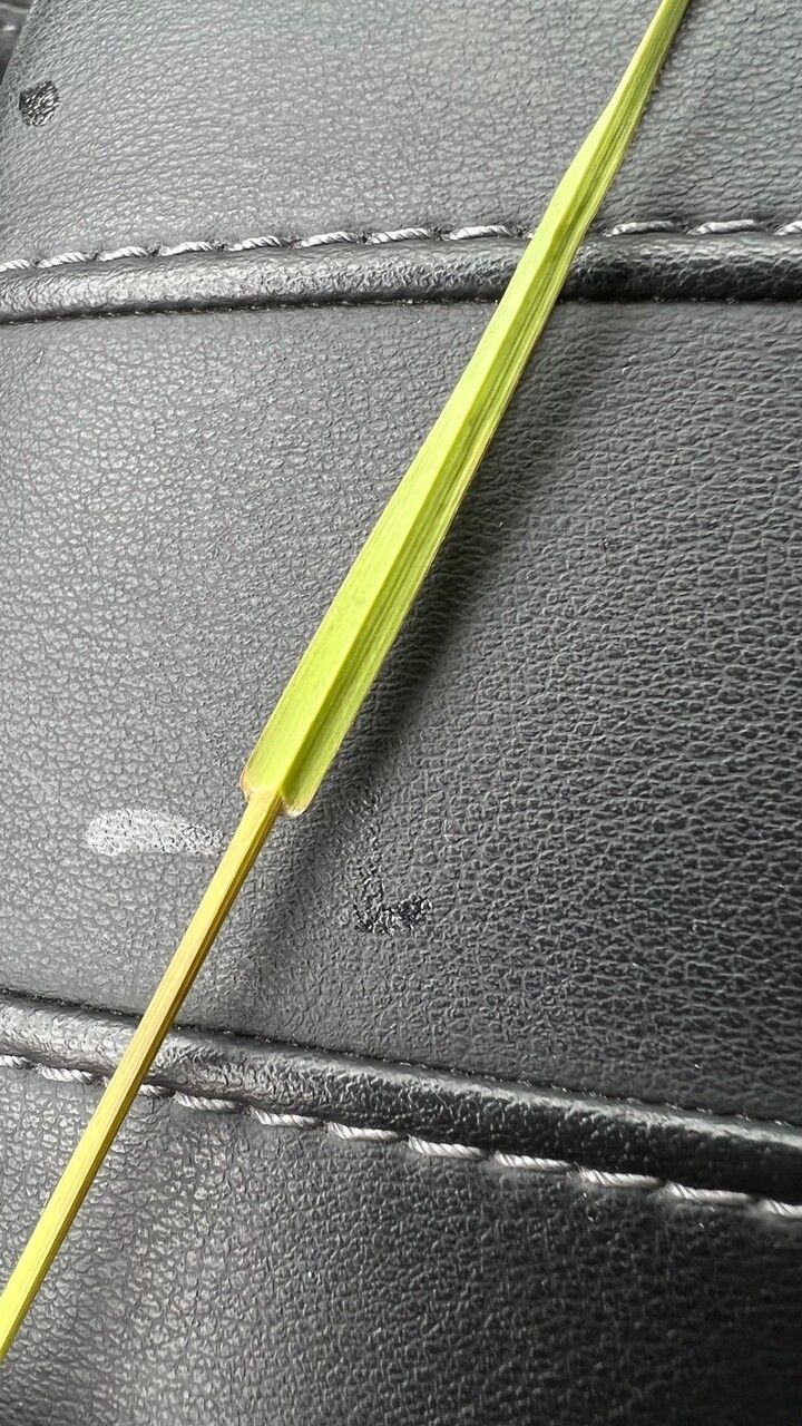 Piptatherum caerulescens leaf