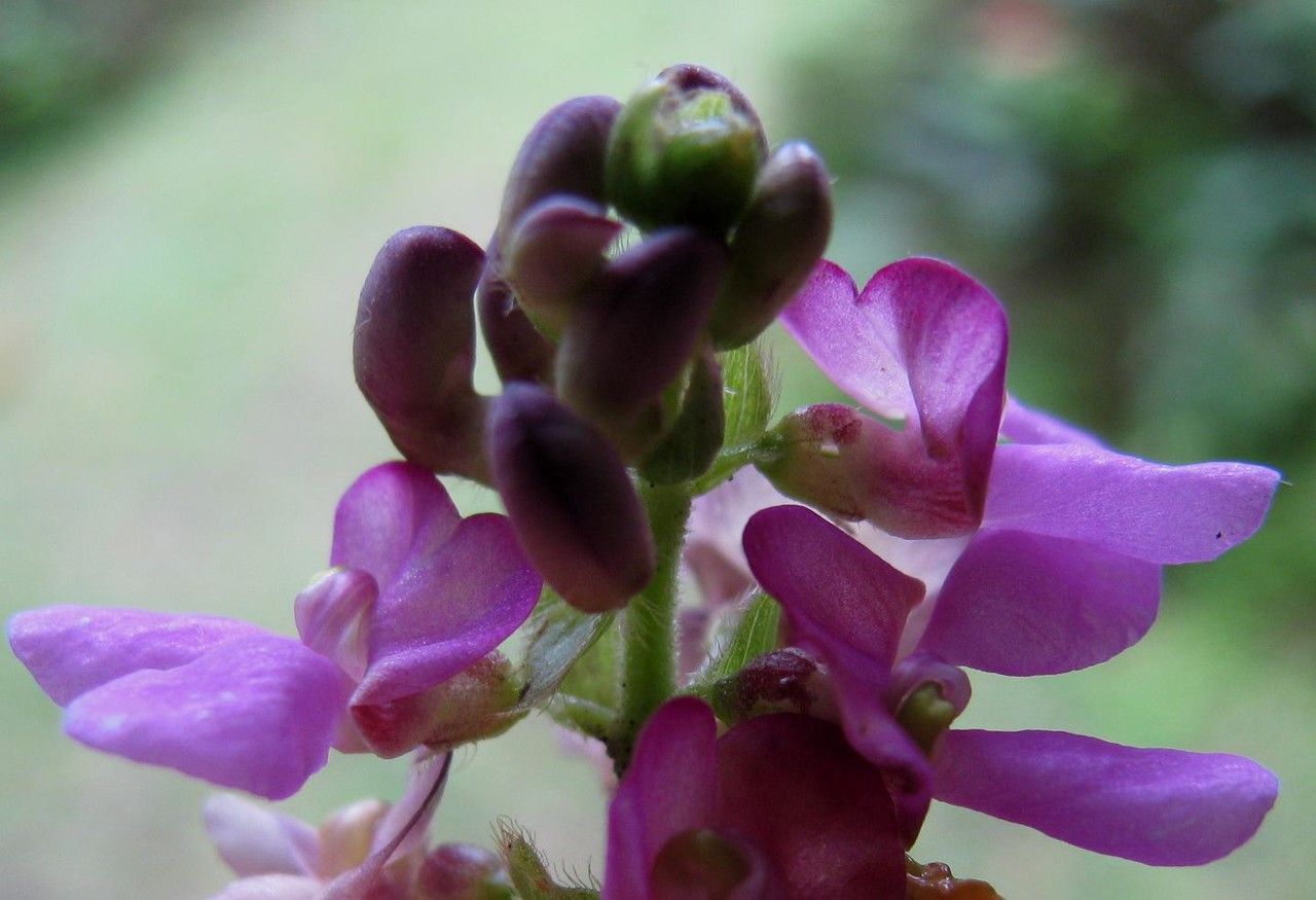 Phaseolus leptostachyus