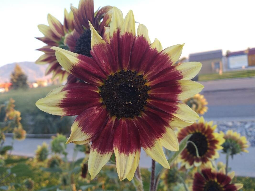 Gaillardia × grandiflora flower