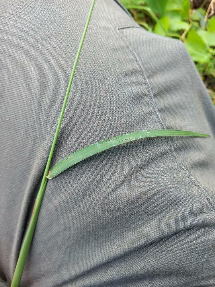 Ischaemum latifolium — houseplant care guide