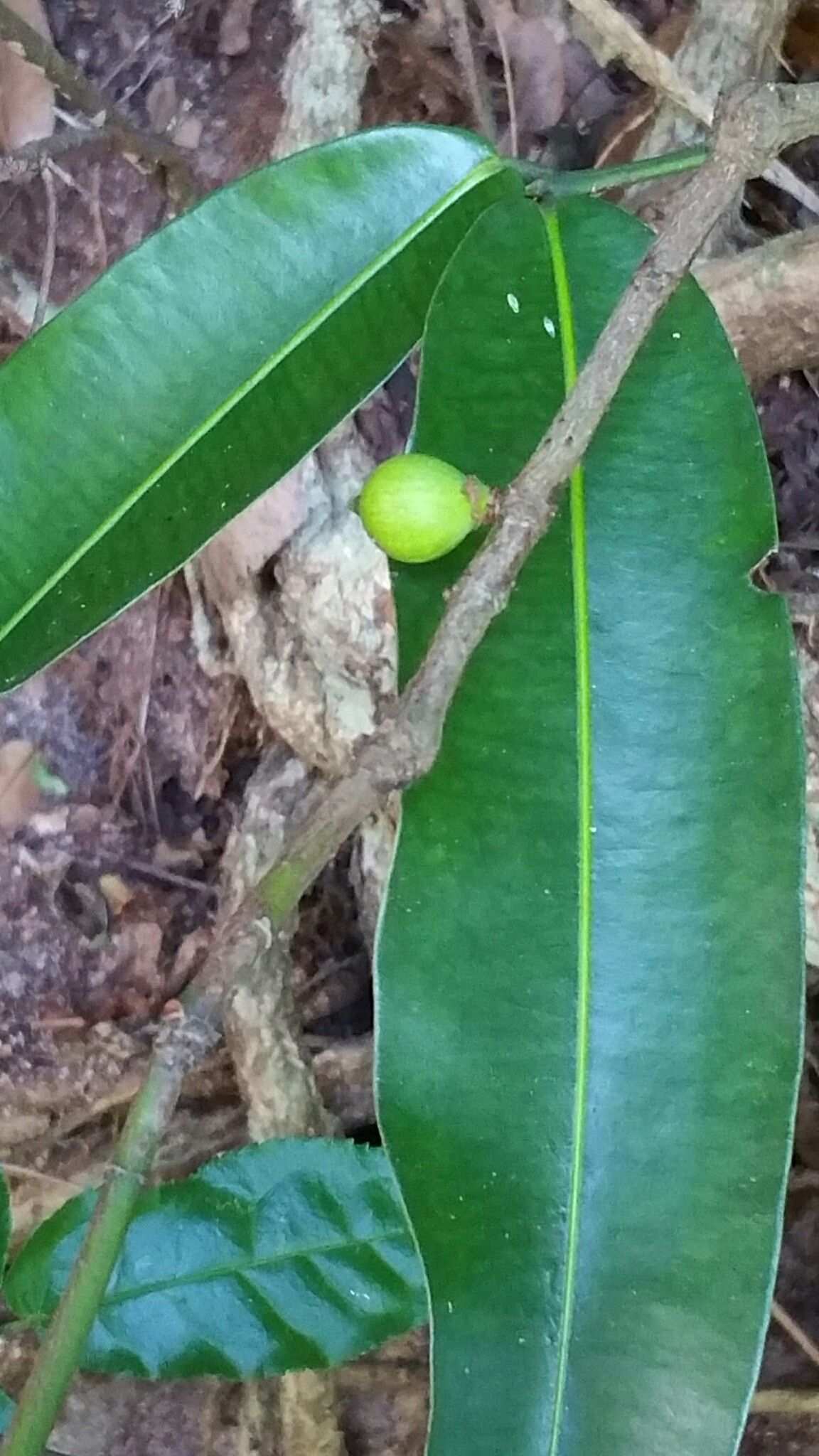 Mammea punctata fruit