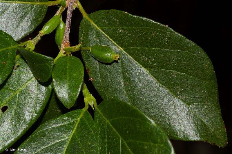 Antirhea rhamnoides fruit