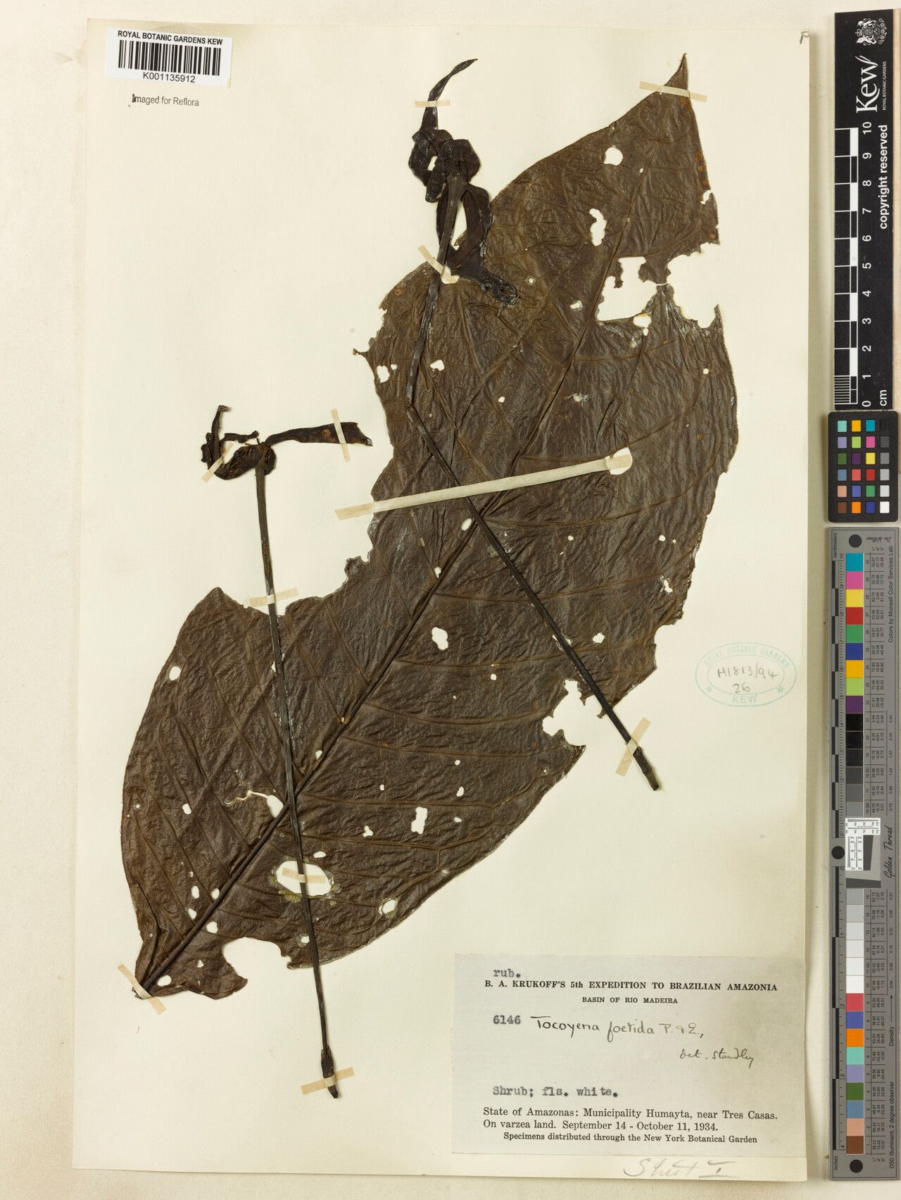 Tocoyena foetida — related species from the same genus