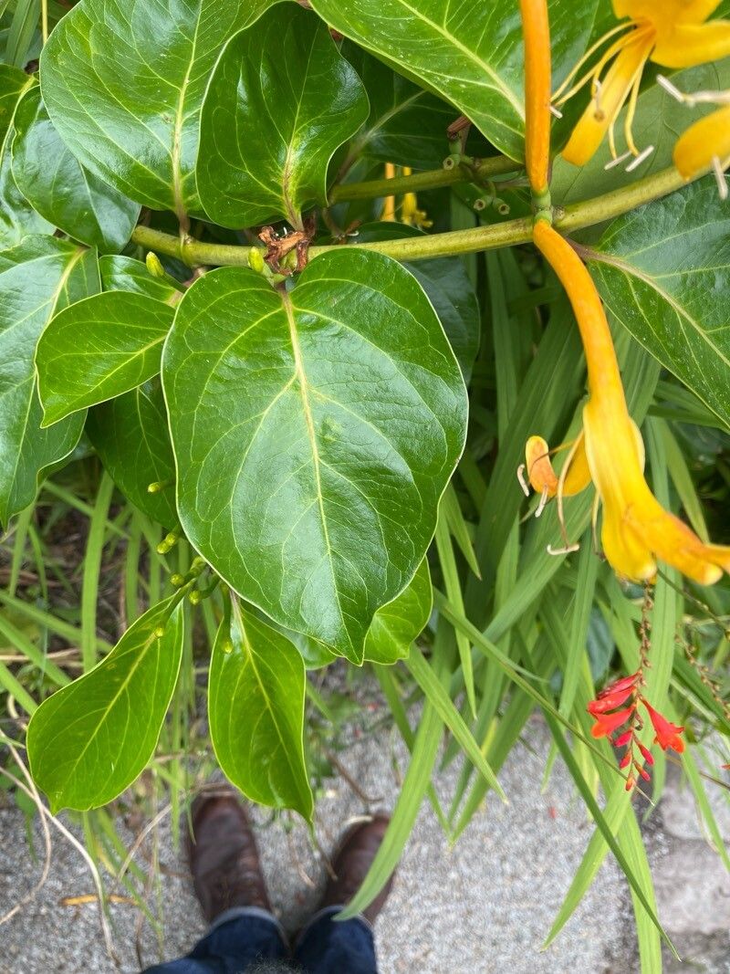 Lonicera hildebrandtiana — search result for 'Lonicera'