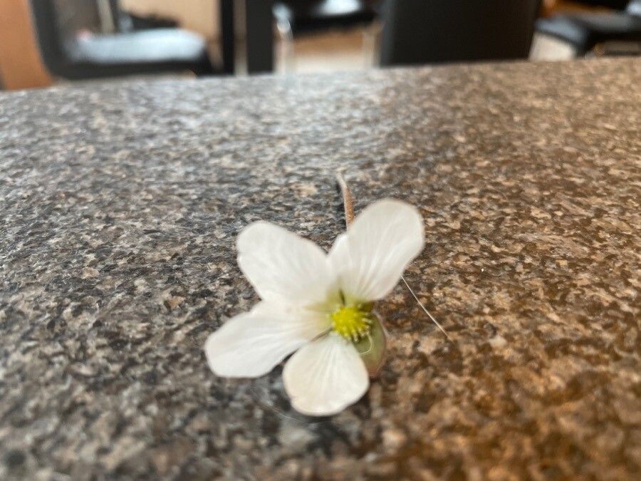 Ranunculus ololeucos flower