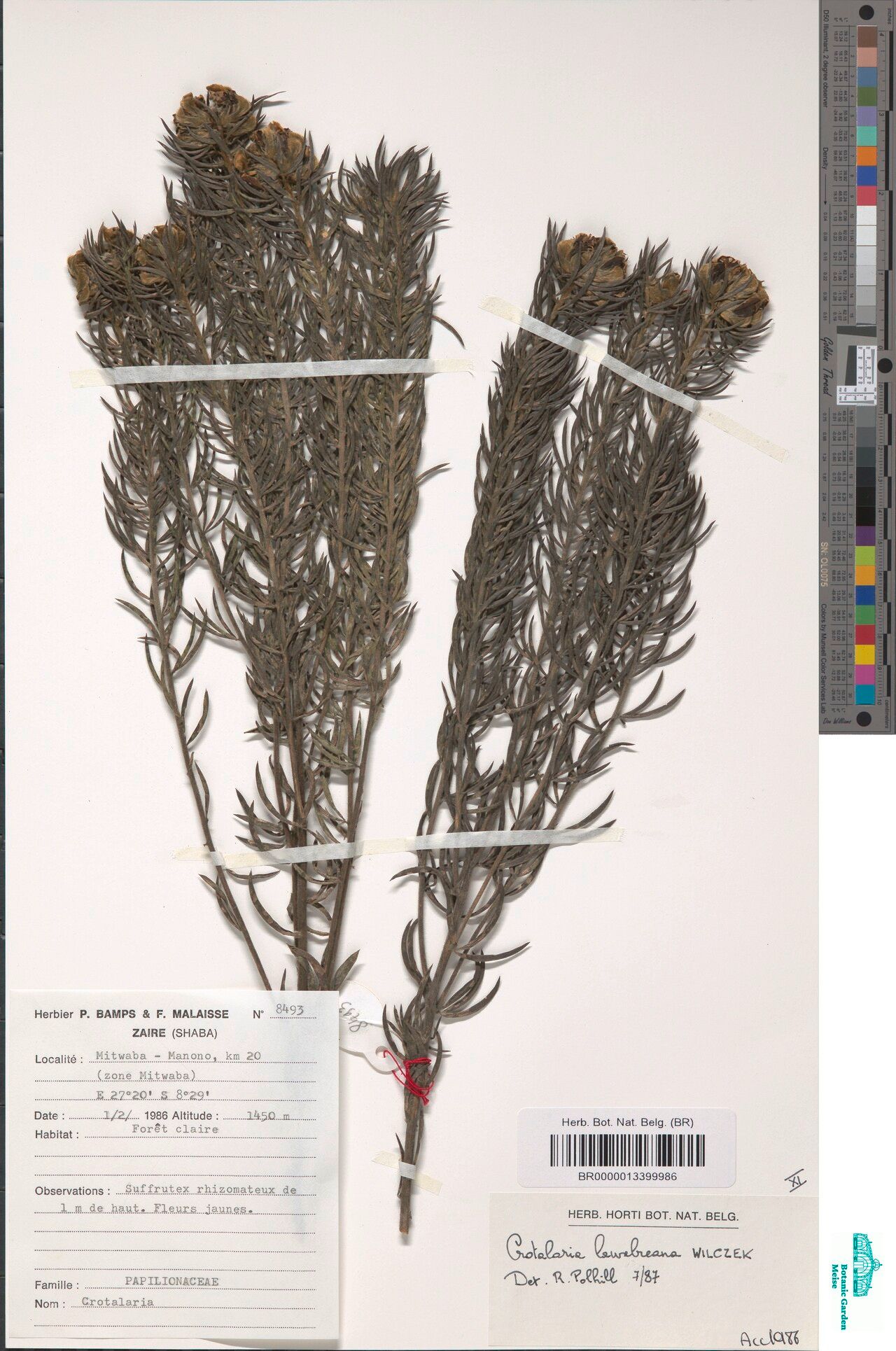 Crotalaria lawalreeana — houseplant care guide