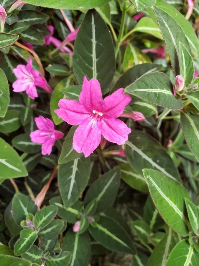 Ruellia makoyana flower