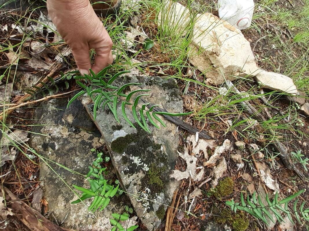 Pellaea atropurpurea