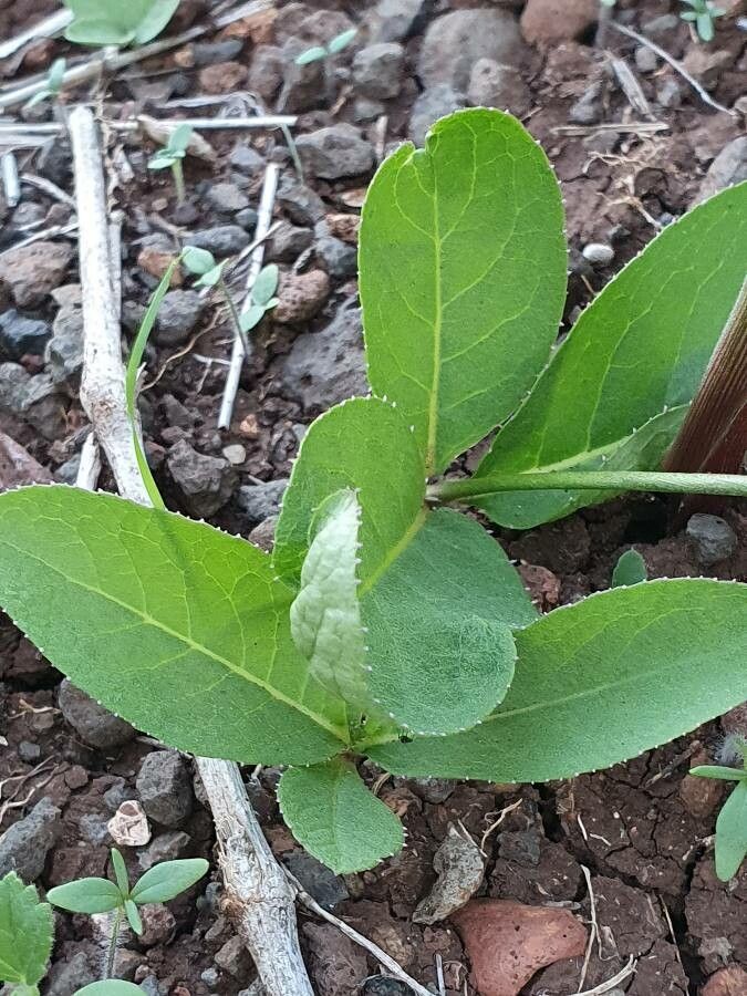 Cyphia glandulifera leaf