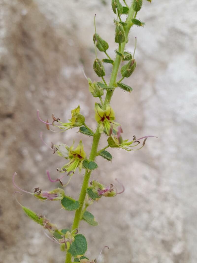 Cleome droserifolia flower
