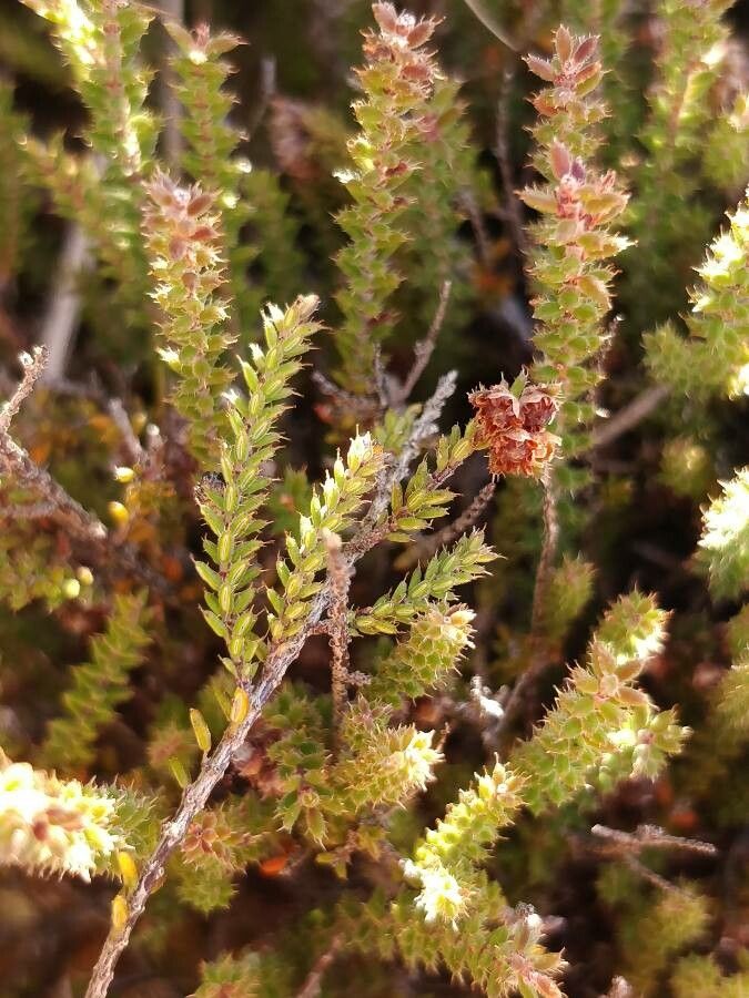 Erica galioides flower