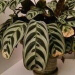 Ctenanthe burle-marxii