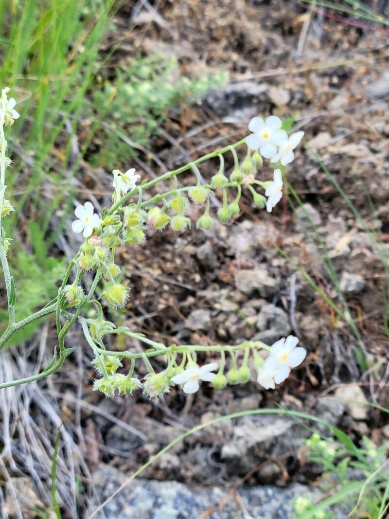 Hackelia californica — related species from the same genus