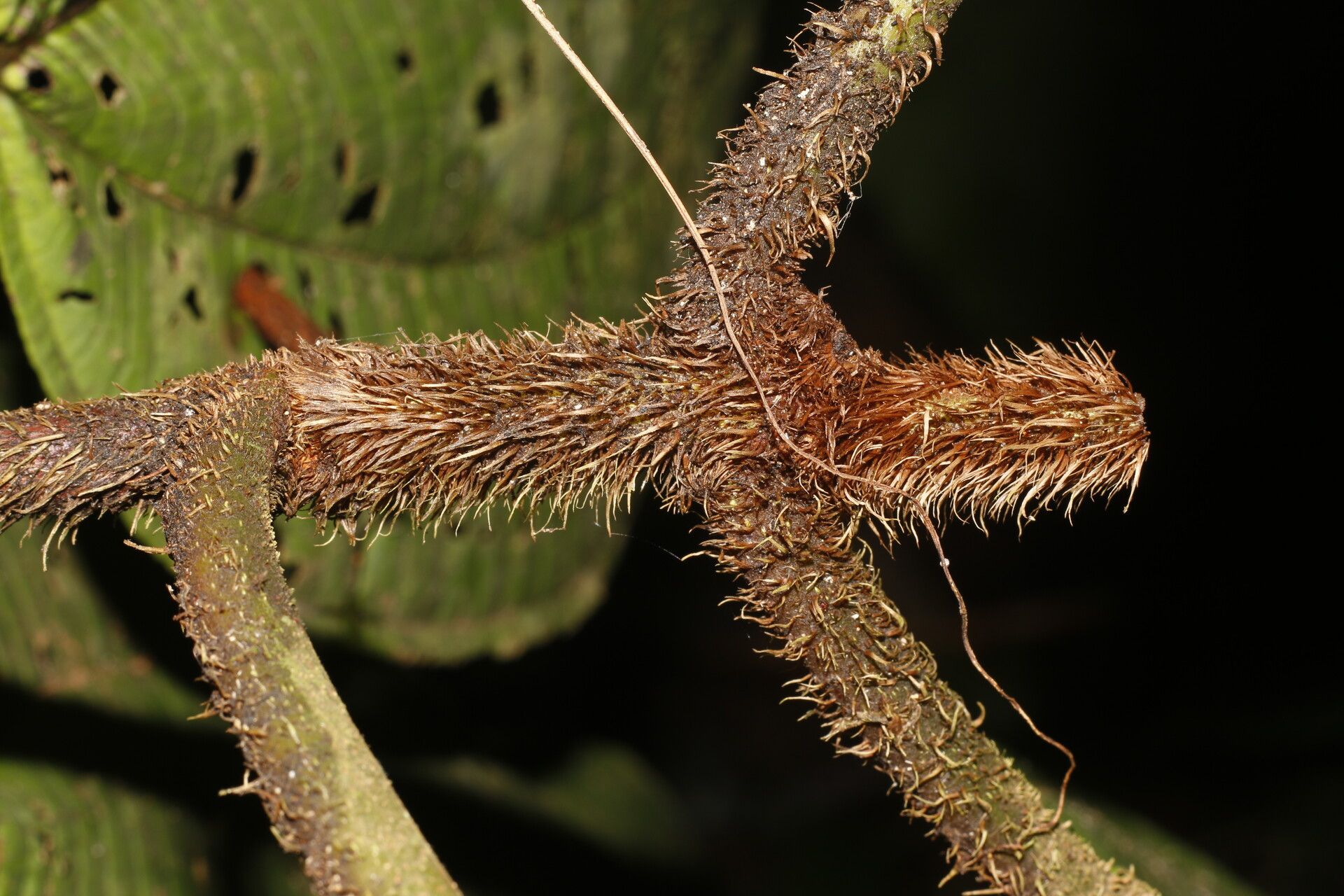 Miconia sparrei fruit