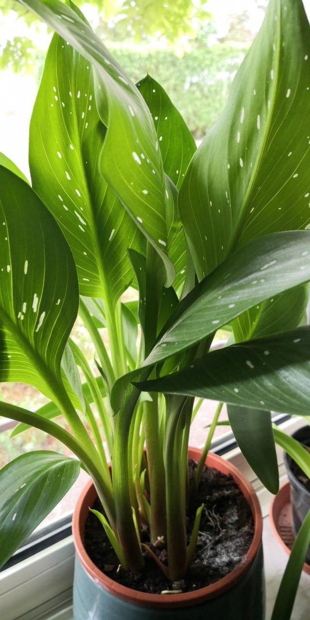 Zantedeschia elliottiana habit