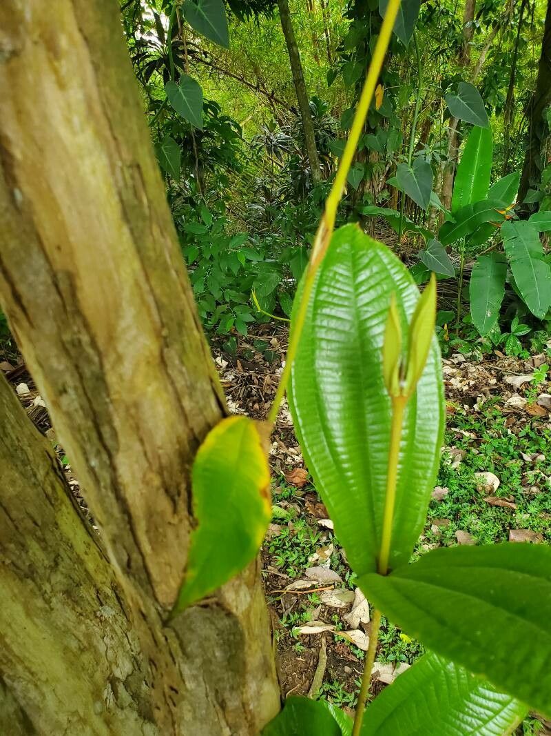 Miconia bicolor leaf