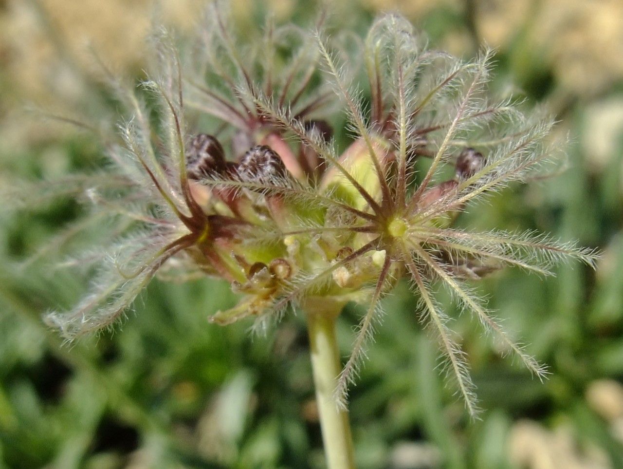 Valeriana saliunca fruit