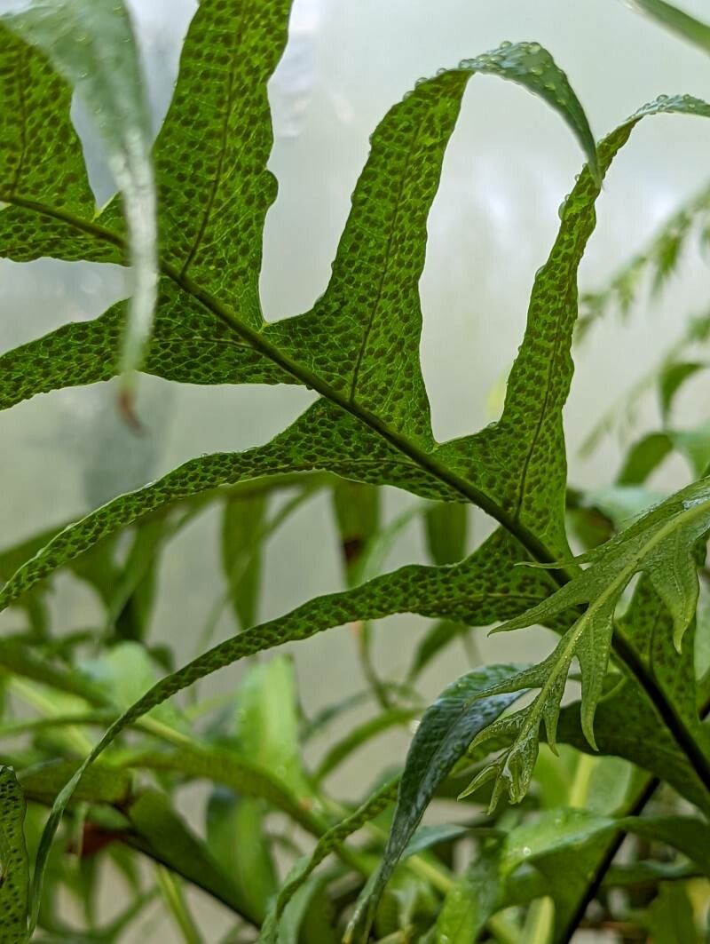 Drynaria sparsisora fruit