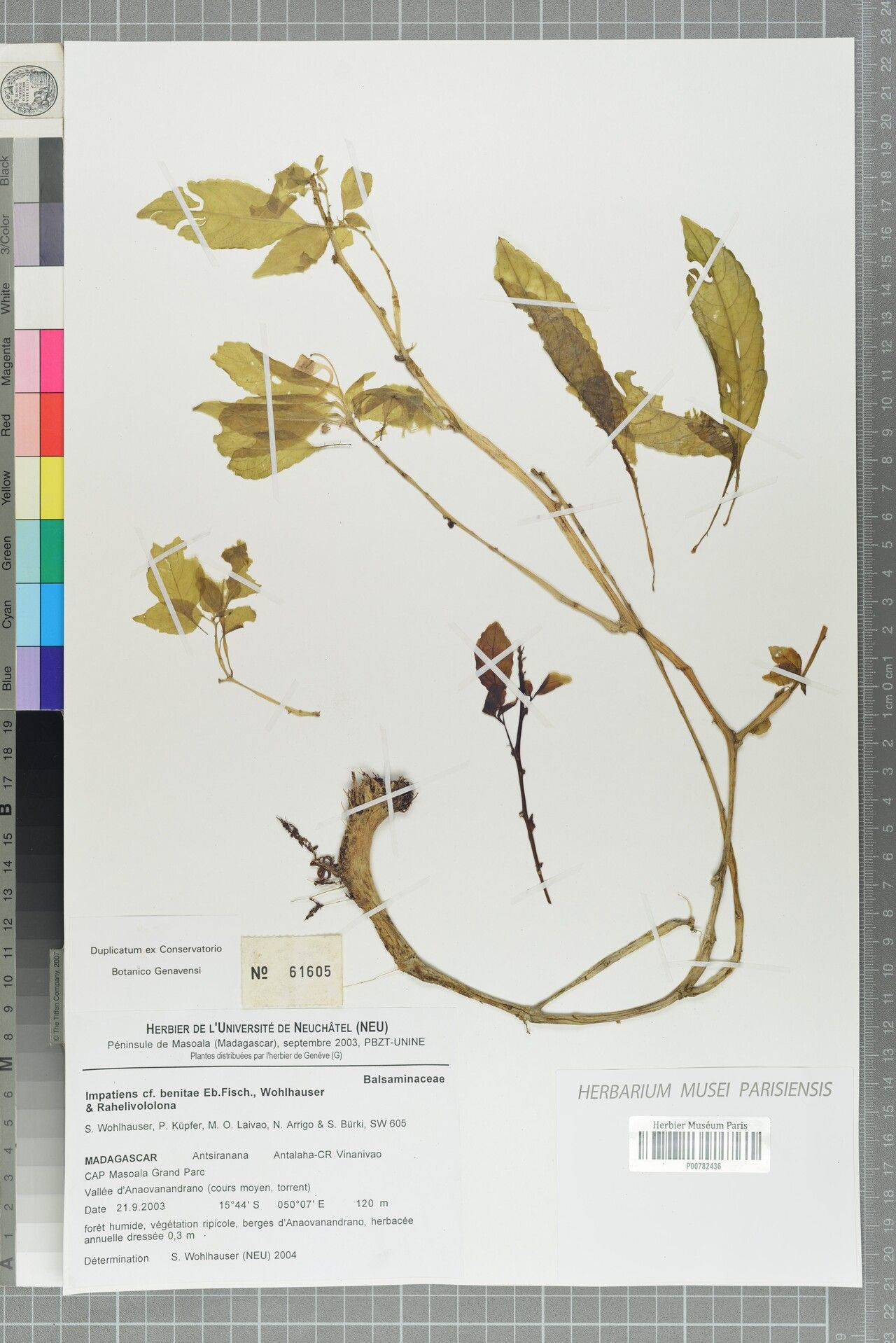 Impatiens benitae — houseplant care guide