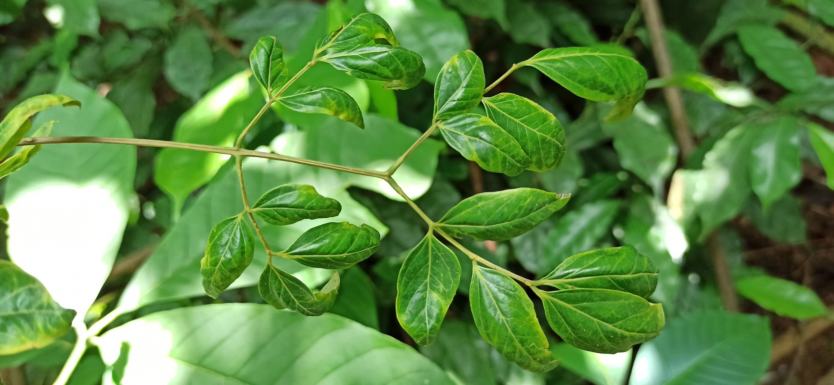 Albizia gummifera — search result for 'Albizia'