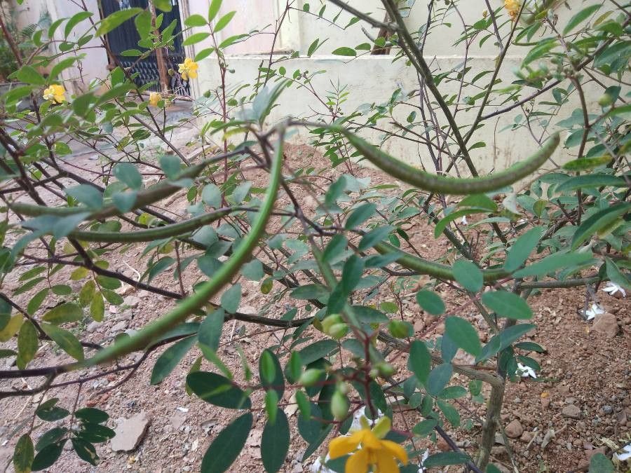 Senna sophera fruit