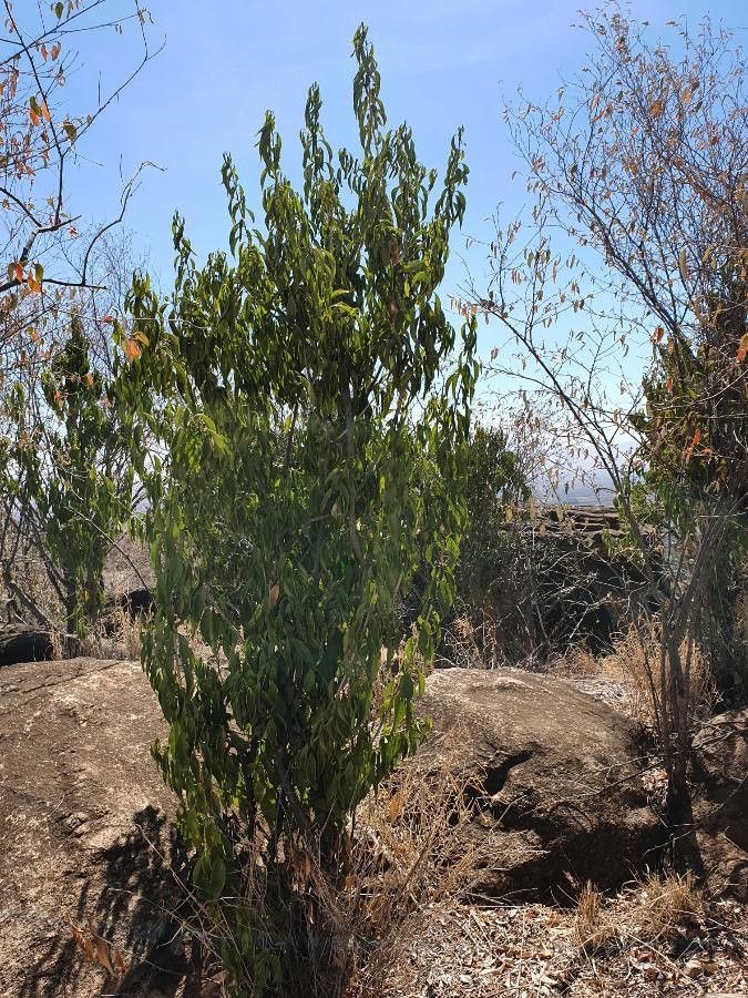 Vepris simplicifolia — search result for 'Vepris'