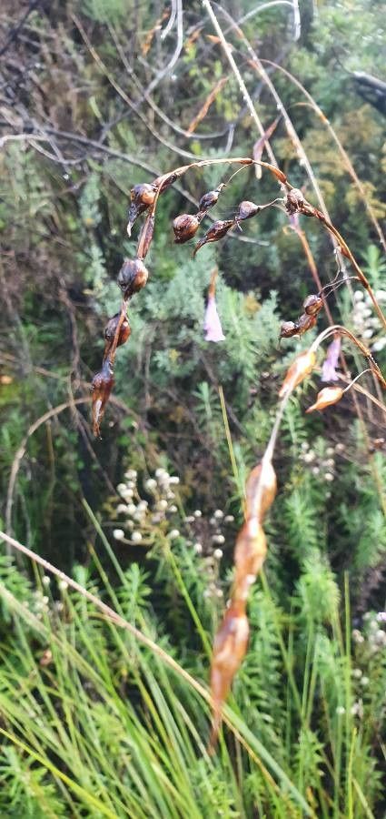 Dierama cupuliflorum fruit