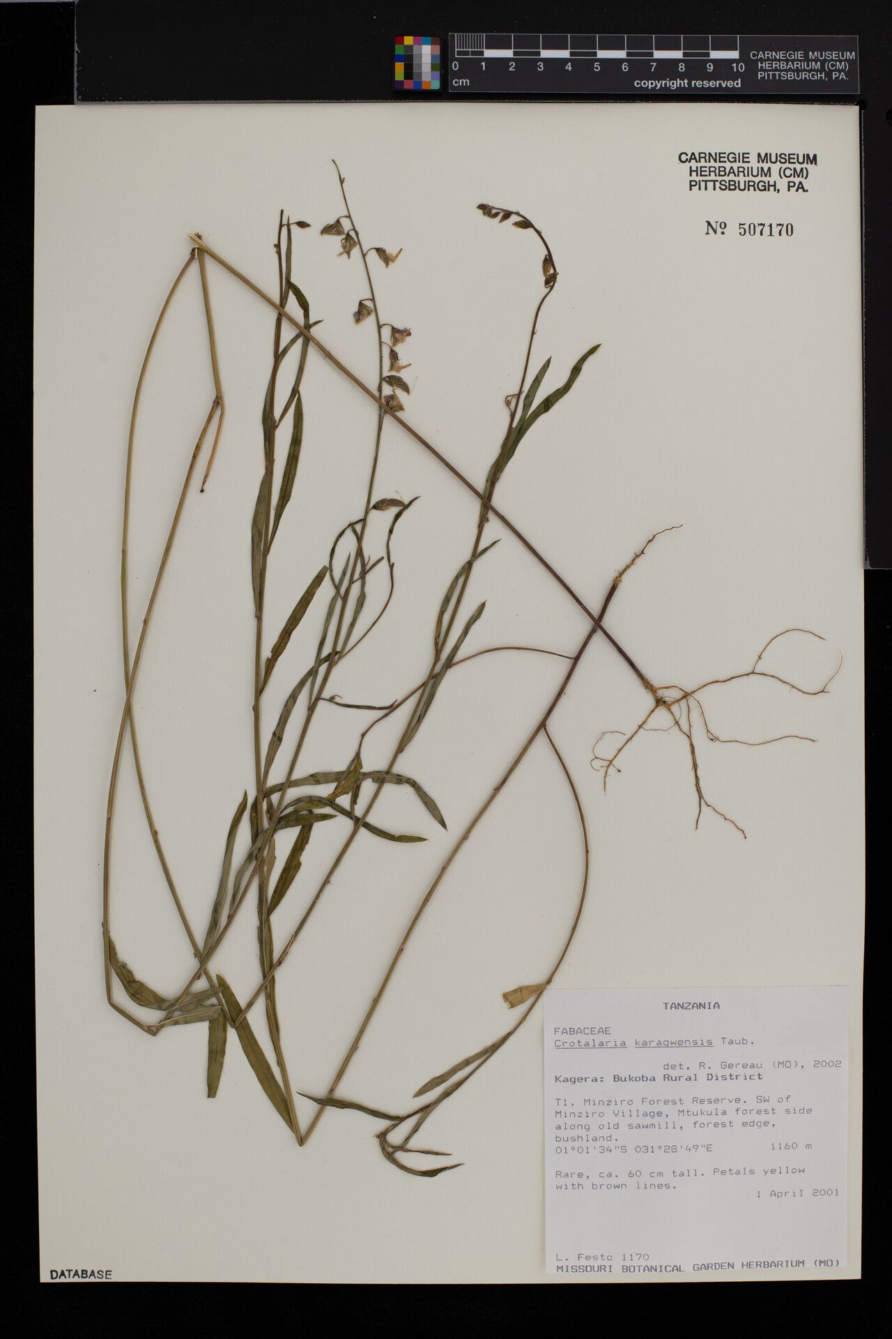 Crotalaria karagwensis — houseplant care guide