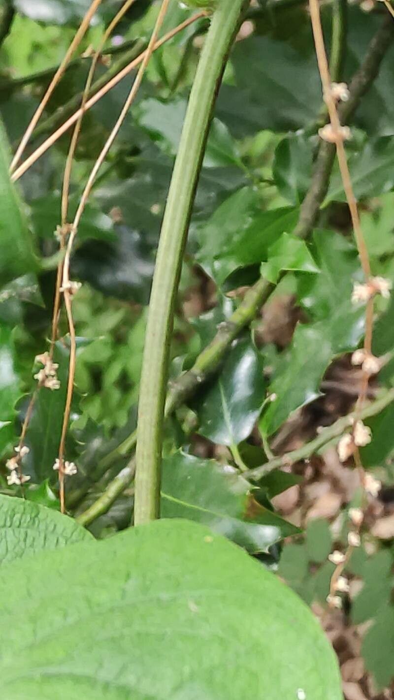 Smilax lasioneura bark