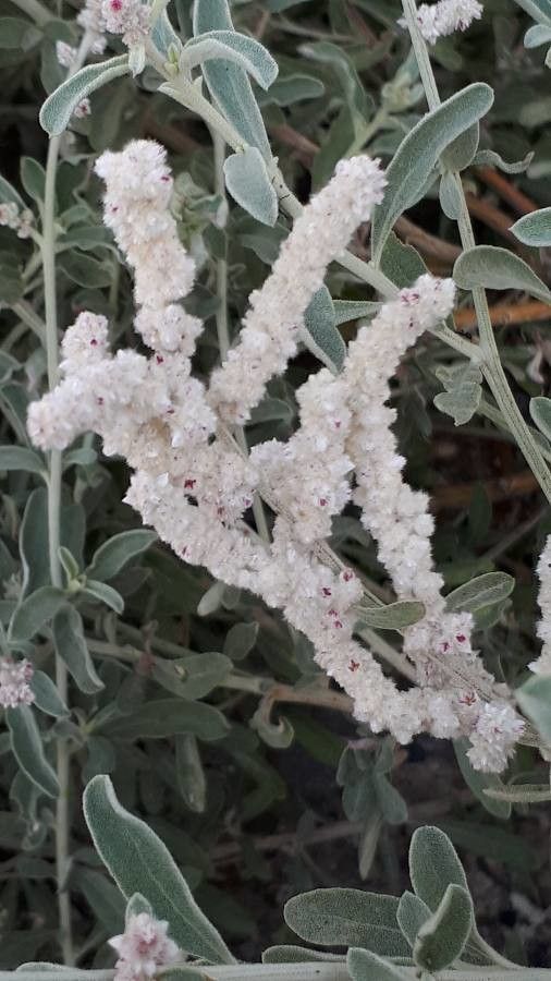 Aerva javanica flower