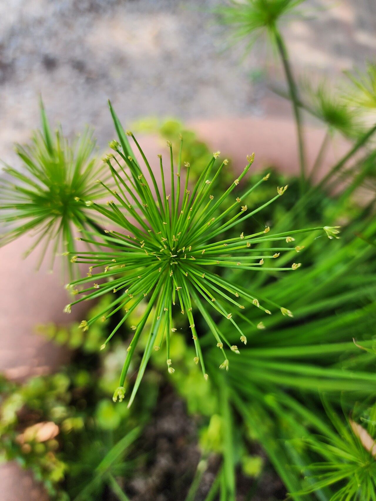Cyperus prolifer flower