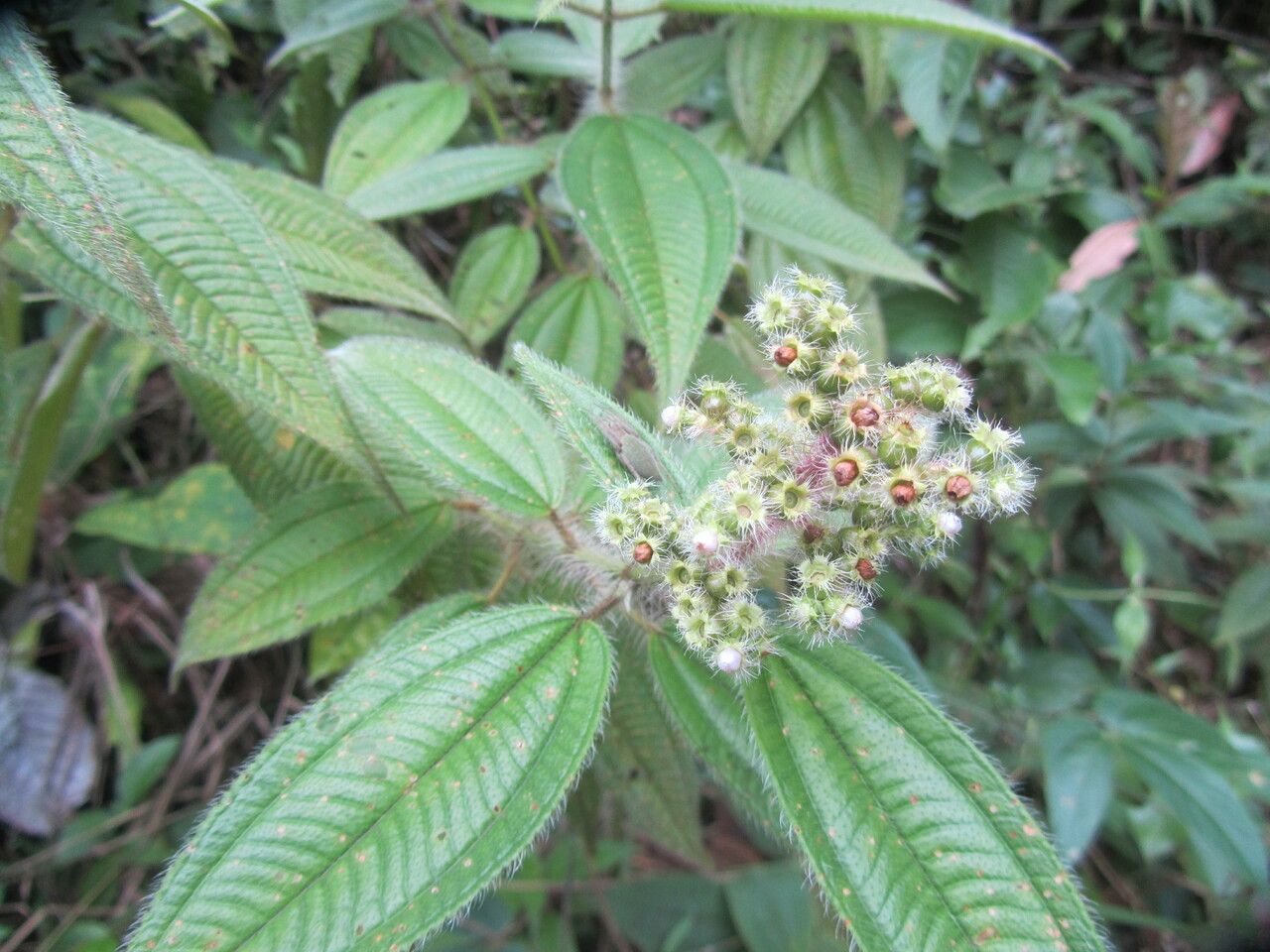 Miconia lacera — search result for 'Miconia'