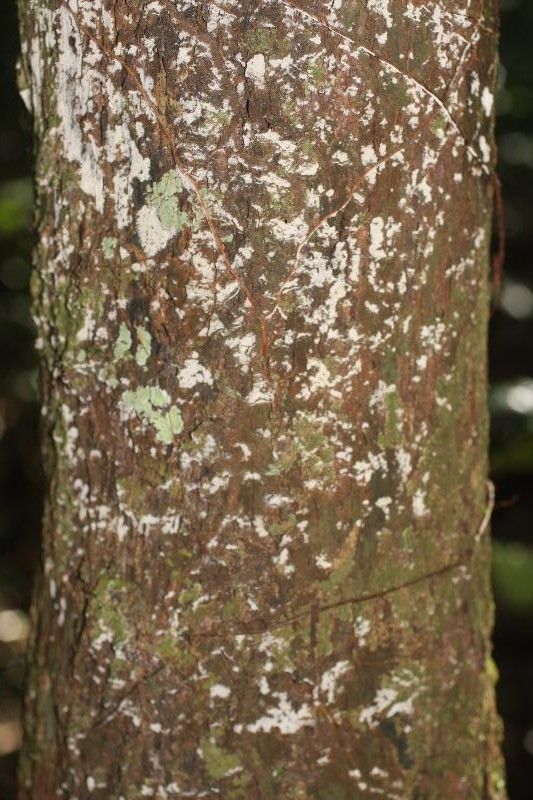 Oenocarpus bacaba bark