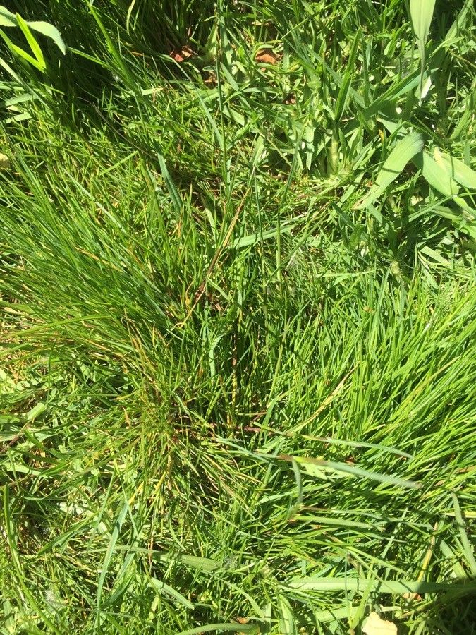 Puccinellia maritima — search result for 'Poa'