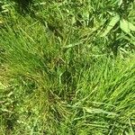 Puccinellia maritima