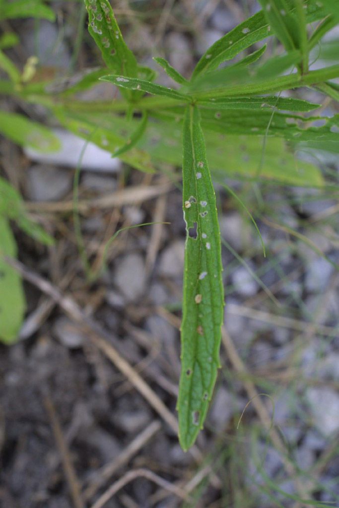Verbena simplex fruit