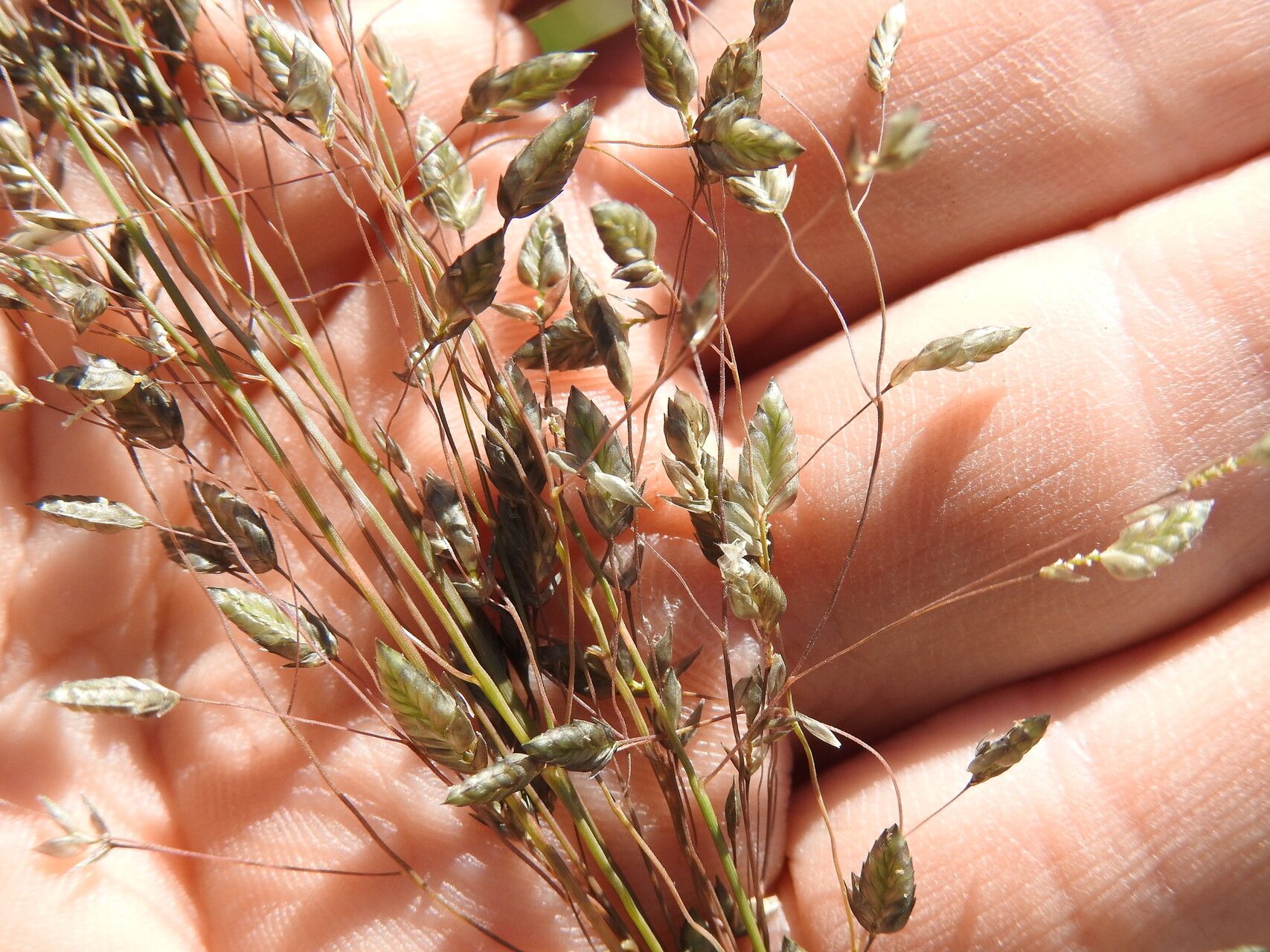 Eragrostis paniciformis flower